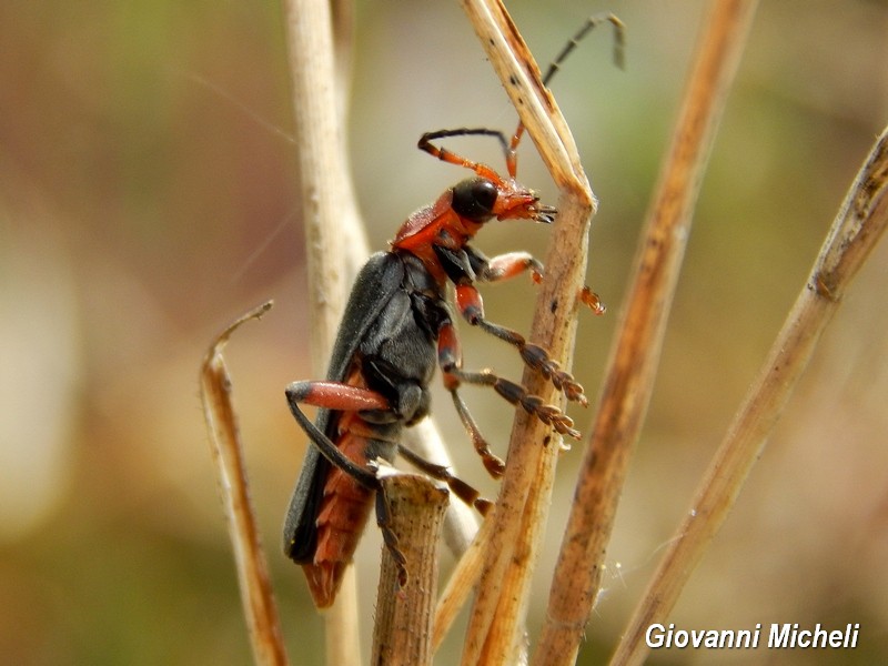 Cantharis rustica, Cantharidae